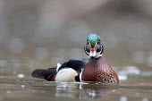 A brilliantly colourful drake wood duck calls loudly as it stares directly at the camera while swimming Waterfowl,Wood Duck,brown,duck,green,male,orange,overcast,red,rust,swimming,water,water level,white,Wood duck,Aix sponsa,Chordates,Chordata,Aves,Birds,Anseriformes,Ducks, Geese, Swans,Anatidae,acorn d
