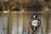 A Canada goose floats on a calm pond with its reflection in the early morning sunlight Canada goose,goose,geese,bird,birds,Waterfowl,brown,duck,floating,pond,reflection,shiny,sunny,swimming,water,water drop,water level,wet,white,Branta canadensis,Chordates,Chordata,Ducks, Geese, Swans,A