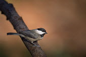 A cute Carolina chickadee perches on a large branch in a spotlight of early morning sun with a smooth background Carolina Chickadee,chickadee,bird,birds,Animalia,Chordata,Aves,Passeriformes,Paridae,Poecile carolinensis,Log,brown,cute,early,grey,morning,orange,perched,small,sunlight,sunny,tiny,white,BIRDS,Branch,