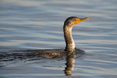A double-crested cormorant swims on the calm water on an early sunny morning cormorant,bird,birds,seabird,Double-Crested Cormorant,brown,early,morning,reflection,sunny,swimming,water,white,Double-crested cormorant,Phalacrocorax auritus,Aves,Birds,Phalacrocoracidae,Cormorants,C
