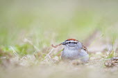 A chipping Sparrow sits on the ground with a piece of brown leaf in its bill Chipping sparrow,brown,feeding,grass,grey,green,Animalia,Chordata,Aves,Passeriformes,Passerellidae,Spizella passerina,sparrow,bird,birds,BIRDS,Chipping Sparrow,animal,black,gray,ground level,low angle