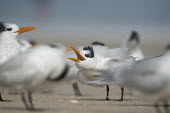 A royal tern calls loudly in the middle of a flock of other terns standing on a sandy beach tern,seabirds,bird,birds,gull,beach,calling,flock,grey,group,noisy,orange,sand,standing,white,Royal tern,Sterna maxima,Charadriiformes,Shorebirds and Terns,Laridae,Gulls, Terns,Chordates,Chordata,Aves