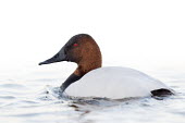 A male canvasback swimming on the surface of the water on an overcast day with a white background Canvasback,Waterfowl,brown,duck,overcast,red,soft light,swimming,water,water level,white,Aythya valisineria,Ducks, Geese, Swans,Anatidae,Chordates,Chordata,Aves,Birds,Anseriformes,Aythya,Flying,Omnivo