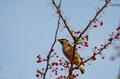 A cedar waxwing holds a small red berry in its bill while perched on a branch of berries blue,blue Sky,waxwing,bird,birds,berries,berry,brown,perched,red,sunny,Cedar waxwing,Bombycilla cedrorum,Perching Birds,Passeriformes,Aves,Birds,Bombycillidae,Chordates,Chordata,Omnivorous,Arboreal,Fl