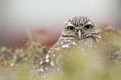 A close portrait of Florida burrowing owl as it looks at the camera while sitting in its burrow owl,owls,predator,raptor,bird,birds,bird of prey,brown,close,eyes,feathers,green,pattern,red,staring,white,Burrowing owl,Athene cunicularia,True Owls,Strigidae,Aves,Birds,Owls,Strigiformes,Chordates,C