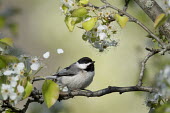 A Carolina chickadee sits on a branch on a bright sunny day on a branch of spring white flowers and bright green leaves with some petals in the air Carolina Chickadee,chickadee,bird,birds,Animalia,Chordata,Aves,Passeriformes,Paridae,Poecile carolinensis,bright,flowers,grey,green,leaves,perched,spring,sunny,tree,white,Animal,BIRDS,Branch,black,gra