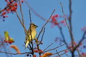 A cedar waxwing perches on a branch with red berries on a bright sunny day blue,blue Sky,waxwing,bird,birds,berries,brown,perched,red,sunny,Cedar waxwing,Bombycilla cedrorum,Perching Birds,Passeriformes,Aves,Birds,Bombycillidae,Chordates,Chordata,Omnivorous,Arboreal,Flying,N