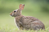 A rabbit sits on the ground in a field of green grass brown,eastern cottontail,fur,grass,green,rabbit,Rabbit,Oryctolagus cuniculus,Rabbits, Hares,Leporidae,Mammalia,Mammals,Lagomorpha,Hares and Rabbits,Chordates,Chordata,Conejo,Lapin de garenne,Herbivoro