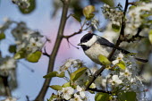 A black and white coloured Carolina chickadee sits perched on a tree branch filled with white flowers and leaves Carolina Chickadee,chickadee,bird,birds,Animalia,Chordata,Aves,Passeriformes,Paridae,Poecile carolinensis,bright,flowers,green,leaves,perched,pink,spring,sunny,tree,white,Animal,BIRDS,Branch,black,nat