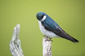 This tree swallow perched on an old dead tree blue,swallow,bird,birds,Tree Swallow,green,male,overcast light,perched,smooth background,tree,turquoise,white,wood,Tree swallow,Tachycineta bicolor,Chordates,Chordata,Aves,Birds,Swallows,Hirundinidae,