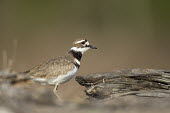 A killdeer bird cautiously peers out from behind some large driftwood to get a look at its surroundings Killdeer,Log,PLOVERS,brown,cautious,driftwood,eye ring,orange,sunny,white,wood,Charadrius vociferus,Charadriidae,Lapwings, Plovers,Aves,Birds,Chordates,Chordata,Ciconiiformes,Herons Ibises Storks and