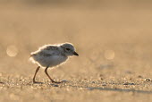 A piping plover chick stands on a sandy beach as the early morning sun shines from behind it plover,bird,birds,shorebird,Piping Plover,adorable,baby,beach,brown,chick,cute,early,fuzzy,grey,morning,orange,sand,small,sunny,tan,tiny,white,young,Piping plover,Charadrius melodus,Aves,Birds,Charadr
