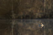 A tiny pied-billed grebe floats on a glassy calm pond with a clear reflection in the early morning sun grebe,Pied-billed Grebe,brown,calm,early,morning,pond,reflection,sunny,water,water level,Animalia,Chordata,Aves,Podicipediformes,Podicipedidae,Podilymbus podiceps,bird,birds,Pied-billed grebe,BIRDS,GR