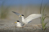 A pair of least terns perform a courtship ritual as the male holds a fish offering for the female on a sandy beach on a sunny day blue,blue Sky,least tern,tern,terns,beach,bright,brown,courtship,fish,flapping,grass,grey,mating,sand,sunny,white,wings,Least tern,Sternula antillarum,BIRDS,Blue,Blue Sky,Least Tern,animal,black,gray,
