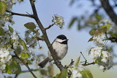 A black and white coloured Carolina chickadee sits perched on a tree branch framed with white flowers and leaves surrounding it blue Sky,Carolina Chickadee,chickadee,bird,birds,Animalia,Chordata,Aves,Passeriformes,Paridae,Poecile carolinensis,flowers,green,leaves,perched,spring,sunny,white,Carolina chickadee,Animal,BIRDS,Blue