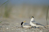 A pair of least terns perform a courtship ritual as the male shows off a fish to the female bird on a sandy beach least tern,tern,terns,beach,brown,courtship,fish,grass,grey,green,sand,white,Sternula antillarum,BIRDS,Least Tern,animal,black,gray,low angle,wildlife,yellow