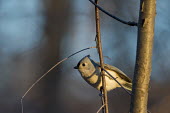 A tufted titmouse perches on a tree branch in the early morning sunlight on a cold winter day blue,Tufted Titmouse,brown,cold,early,golden,grey,morning,perched,sunlight,white,winter,Tufted titmouse,Baeolophus bicolor,Perching Birds,Passeriformes,Chickadees, Titmice,Paridae,Aves,Birds,Chordates