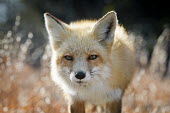 A curious red fox looks towards the camera on a bright sunny winter day Island Beach State Park,brown,fox,fur,furry,red,red fox,white,winter,Red fox,Vulpes vulpes,Chordates,Chordata,Mammalia,Mammals,Carnivores,Carnivora,Dog, Coyote, Wolf, Fox,Canidae,Renard Roux,Zorro Roj