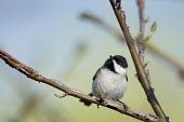 A Carolina chickadee sits on a branch on a bright sunny day with a curious look to it Carolina Chickadee,chickadee,bird,birds,Animalia,Chordata,Aves,Passeriformes,Paridae,Poecile carolinensis,bright,buds,green,perched,spring,sunny,tree,white,Animal,BIRDS,Branch,black,nature,wildlife