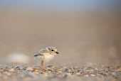 A piping plover chick stands on a pebble covered beach in the early morning sunlight plover,bird,birds,shorebird,Piping Plover,adorable,baby,beach,brown,chick,cute,early,fuzzy,grey,morning,orange,sand,small,sunny,tiny,white,young,Piping plover,Charadrius melodus,Aves,Birds,Charadriifo