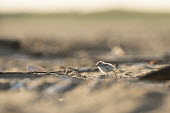 A piping plover chick stands on a sandy beach plover,bird,birds,shorebird,Piping Plover,adorable,baby,beach,brown,chick,cute,early,fuzzy,grey,morning,orange,sand,small,sunny,tan,tiny,white,young,Piping plover,Charadrius melodus,Aves,Birds,Charadr