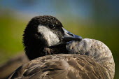 A Canada goose curves its neck into its back on a bright sunny day blue,Portrait,Waterfowl,bright,brown,close,close-up,curve,duck,feathers,green,head,sunny,white,Canada goose,goose,geese,bird,birds,Branta canadensis,Chordates,Chordata,Ducks, Geese, Swans,Anatidae,Ave