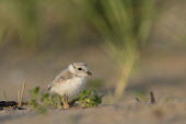 Piping plover chick stands on a sandy beach in the early morning sunlight plover,bird,birds,shorebird,Piping Plover,adorable,baby,beach,brown,chick,cute,early,fuzzy,grass,grey,green,morning,orange,sand,small,sunny,tan,tiny,white,young,Piping plover,Charadrius melodus,Aves,B