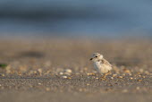 A piping plover chick stands on a pebble covered beach in the early morning sunlight plover,bird,birds,shorebird,Piping Plover,adorable,baby,beach,brown,chick,cute,early,fuzzy,grey,morning,orange,sand,small,sunny,tan,tiny,white,young,Piping plover,Charadrius melodus,Aves,Birds,Charadr
