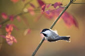 A tiny cute Carolina chickadee perches on a branch with colourful red leaves in the background Carolina Chickadee,chickadee,bird,birds,Animalia,Chordata,Aves,Passeriformes,Paridae,Poecile carolinensis,backlight,brown,cute,grey,orange,perched,red,small,tiny,white,BIRDS,Branch,animal,black,gray,w