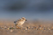 A piping plover chick stands on a pebble covered beach in the early morning sunlight plover,bird,birds,shorebird,Piping Plover,adorable,baby,beach,brown,chick,cute,early,fuzzy,grey,morning,ocean,orange,sand,small,sunny,tan,tiny,water,white,young,Piping plover,Charadrius melodus,Aves,B