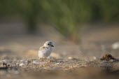 A piping plover chick stands on a sandy beach in the early morning sunlight plover,bird,birds,shorebird,Piping Plover,adorable,baby,beach,brown,chick,cute,early,fuzzy,grass,grey,green,morning,orange,sand,small,sunny,tan,tiny,white,young,Piping plover,Charadrius melodus,Aves,B