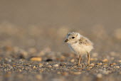 A piping plover chick stands on a pebble covered beach in the early morning sunlight plover,bird,birds,shorebird,Piping Plover,adorable,baby,beach,brown,chick,cute,early,fuzzy,grey,morning,orange,sand,small,sunny,tan,tiny,white,young,Piping plover,Charadrius melodus,Aves,Birds,Charadr