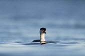 A horned grebe swims in the blue water as its bright red eyes are lit up by the evening sun blue,GREBES,Horned Grebe,eye,eyes,red,reflection,sunlight,water,water level,white,Horned grebe,Podiceps auritus,Grebes,Podicipediformes,Ciconiiformes,Herons Ibises Storks and Vultures,Aves,Birds,Podic