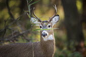 A young whitetail deer buck stands behind a small green leaf in the forest amusing,antlers,brown,buck,deer,funny,fur,green,leaf,male,morning,soft light,white,whitetail deer,White-tailed deer,Odocoileus virginianus,Mammalia,Mammals,Even-toed Ungulates,Artiodactyla,Cervidae,De