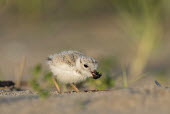 Piping plover chick eats a large fly on a sandy beach in the early morning sunlight plover,bird,birds,shorebird,Piping Plover,adorable,baby,beach,brown,chick,cute,early,fuzzy,grass,grey,green,morning,orange,sand,small,sunny,tan,tiny,white,young,Piping plover,Charadrius melodus,Aves,B