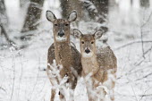 A pair of whitetail deer stand together in the falling snow brown,deer,forest,pair,snow,snowing,white,whitetail deer,White-tailed deer,Odocoileus virginianus,Mammalia,Mammals,Even-toed Ungulates,Artiodactyla,Cervidae,Deer,Chordates,Chordata,Toy deer,Key deer,C
