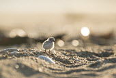 A piping plover chick stands on a sandy beach plover,bird,birds,shorebird,Piping Plover,adorable,baby,beach,brown,chick,cute,early,fuzzy,grey,morning,orange,sand,shell,small,sunny,tan,tiny,white,young,Piping plover,Charadrius melodus,Aves,Birds,C