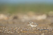 A piping plover chick stands on a pebble covered beach in the early morning sunlight plover,bird,birds,shorebird,Piping Plover,adorable,baby,beach,brown,chick,cute,fuzzy,grey,orange,sand,small,sunny,tan,tiny,white,young,Piping plover,Charadrius melodus,Aves,Birds,Charadriiformes,Shore