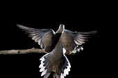 A mourning dove lands on a perch with its wings spread against a solid black background Mourning Dove,bird feeder,dramatic,feeder,flash,flying,grey,white,wings,dove,bird,birds,Zenaida macroura,Mourning dove,Pigeons, Doves,Columbidae,Pigeons and Doves,Columbiformes,Aves,Birds,Chordates,Ch