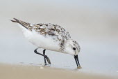 A sanderling pushes its bill into the wet sand searching for food Ray Hennessy sandpiper,sanderling,shorebird,bird,birds,beach,bill,brown,cloudy,feeding,grey,overcast,sand,white,Sanderling,Calidris alba,Charadriiformes,Shorebirds and Terns,Chordates,Chordata,Sandpipers, Phalaropes,Scolopacidae,Aves,Birds,Ciconiiformes,Herons Ibises Storks and Vultures,Crocethia alba,Bcasseau sanderling,Fresh water,Africa,Shore,Calidris,IUCN Red List,Asia,Europe,Omnivorous,Convention on Migratory Species (CMS),Tundra,Australia,Ponds and lakes,South America,Estuary,North America,Coastal,Terrestrial,Animalia,Flying,Least Concern,Streams and rivers,Animal,BIRDS,SANDPIPERS,beak,black,gray,ground level,low angle,nature,wildlife
