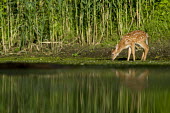 A young whitetail deer fawn gets a drink at the edge of a pond on a summer morning baby,drinking,early,fawn,green,morning,reflection,spots,water level,whitetail deer,young,White-tailed deer,Odocoileus virginianus,Mammalia,Mammals,Even-toed Ungulates,Artiodactyla,Cervidae,Deer,Chorda