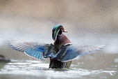 A male wood duck flaps his wings after a short preening session sending water drops flying everywhere Waterfowl,Wood Duck,brown,duck,flapping,green,male,orange,overcast,red,rust,water,water drop,water level,white,wing flap,wings,Wood duck,Aix sponsa,Chordates,Chordata,Aves,Birds,Anseriformes,Ducks, Ge