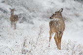 A whitetail deer doe stands proud in the falling snow brown,deer,snow,snowing,white,whitetail deer,White-tailed deer,Odocoileus virginianus,Mammalia,Mammals,Even-toed Ungulates,Artiodactyla,Cervidae,Deer,Chordates,Chordata,Toy deer,Key deer,Cariacú,Vena