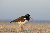 An American oystercatcher walks on a sandy beach in the early morning sunlight blue,beach,bill,brown,eye,legs,morning,ocean,orange,pebbles,pink,red,sand,shore,spring,sunny,walking,water,white,oystercatcher,bird,birds,shorebird,coast,coastal,American oystercatcher,Haematopus pall