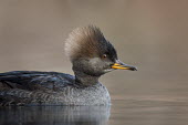 A female hen hooded merganser floats on a calm pond in the soft afternoon sun Hooded Merganser,Waterfowl,brown,close,duck,female,floating,hen,orange,reflection,soft light,swimming,water,water level,winter,BIRDS,animal,low angle,wildlife