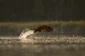 A juvenile bald eagle grabs a fish out of the water with a large splash as the early morning sun shines from behind the bird Bald eagle,eagle,eagles,raptor,bird of prey,brown,fish,fishing,flying,juvenile,morning,reflection,splash,sunlight,water drops,water level,white,Haliaeetus leucocephalus,Accipitridae,Hawks, Eagles, Kit