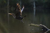 A double-crested cormorant takes off from a log in the water with its wings outstretched with a sunny backlit glow cormorant,bird,birds,seabird,Double-Crested Cormorant,Log,action,backlight,brown,feet,flying,glow,movement,orange,stump,take off,water,water drop,water droplets,wings,Double-crested cormorant,Phalacro