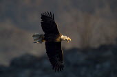A bald eagle calls out loudly as it flies by with a fish in its talons as the sun shines on early in the morning Bald eagle,eagle,eagles,raptor,bird of prey,brown,calling,dramatic,early,fish,flying,morning,sunlight,sunny,white,wings,Haliaeetus leucocephalus,Accipitridae,Hawks, Eagles, Kites, Harriers,Falconiform