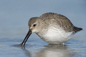 A dunlin searches for food in the shallow blue water on a sunny day shorebird,bird,birds,bill,brown,feeding,grey,reflection,tongue,water,water drop,water level,white,Dunlin,Calidris alpina,Chordates,Chordata,Aves,Birds,Charadriiformes,Shorebirds and Terns,Sandpipers,