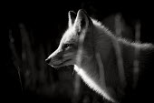 A black and white photo of a red fox taken on a bright sunny winter day Island Beach State Park,fox,fur,furry,red,red fox,white,winter,Red fox,Vulpes vulpes,Chordates,Chordata,Mammalia,Mammals,Carnivores,Carnivora,Dog, Coyote, Wolf, Fox,Canidae,Renard Roux,Zorro Rojo,ZORR